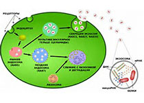 Cell:外泌体介导了果蝇的抗病毒适应性免疫