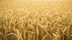 澳科学家开发出更有利肠道健康的小麦新品种