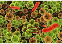 Nat Commun：科学家阐明肠道有益细菌控制宿主基因表达的分子机理