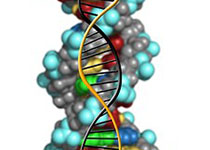 deoxyribonucleic-acid-1500071__340.jpg