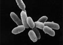 科学家们实现体外培养肠道微生物