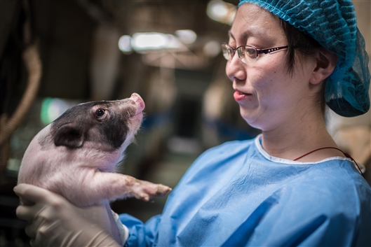 世界首例亨廷顿舞蹈病基因敲入猪在中国诞生