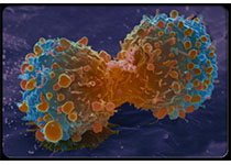 lung-cancer-s12-lung-cancer-cell-division.jpg