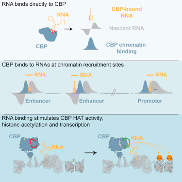 Cell：eRNA在调节基因表达中发挥着至关重要作用