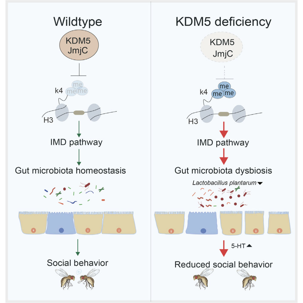 重磅：刘星吟教授发文揭示《KDM5基因功能失常对肠道微生态的干扰以及对自闭症的影响》